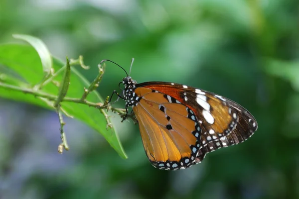 Farfalla — Foto Stock