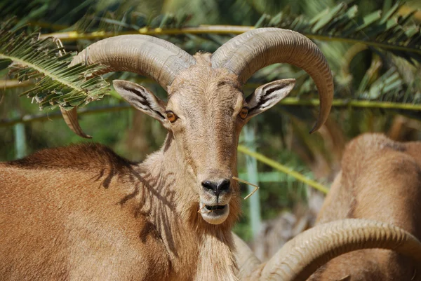 Moroccan mountain goat — Stock Photo, Image