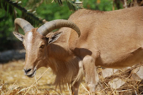 Moroccan mountain goat — Stock Photo, Image