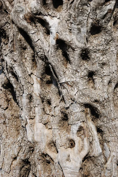 Rinde des alten Baumes — Stockfoto