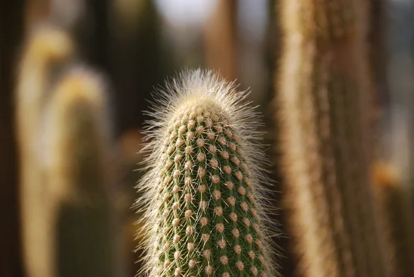 stock image Sunny cactus