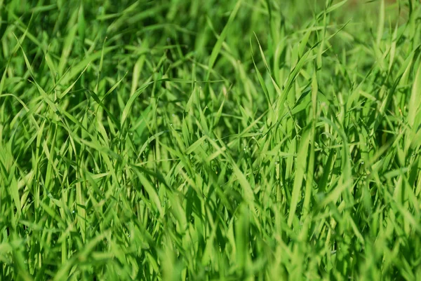 stock image Dew on a grass