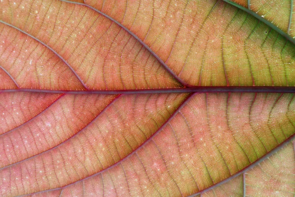 着色された葉 — ストック写真