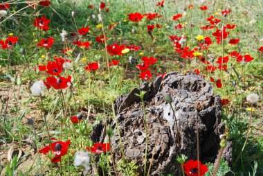 Stump and flowers clipart