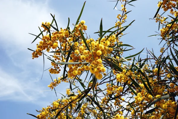 Kwitnąca akacja — Zdjęcie stockowe