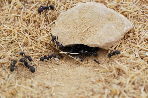Formigas — Fotografia de Stock