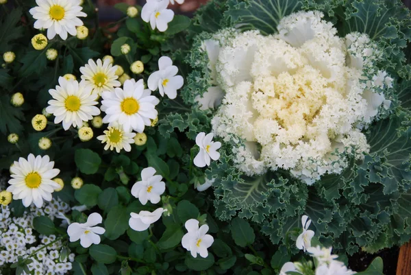 Kohl und Blumen — Stockfoto