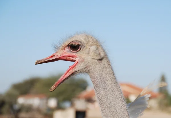 Struisvogel de emotie — Stockfoto
