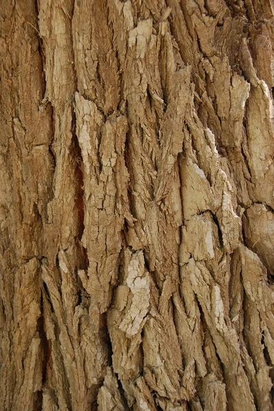 Blaf van een oude boom — Stockfoto