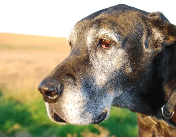 Portret van een oude hond Stockfoto