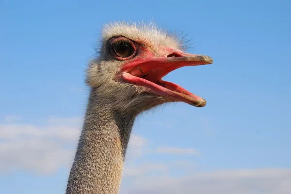 Ostrich's emotions — Stock Photo, Image