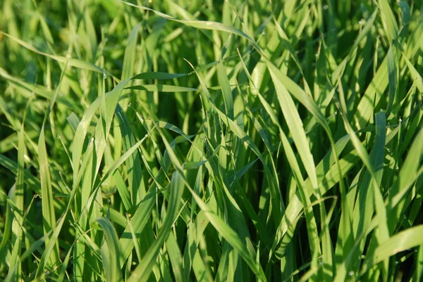 stock image Green grass