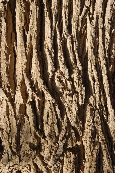 Bark från ett gammalt träd — Stockfoto