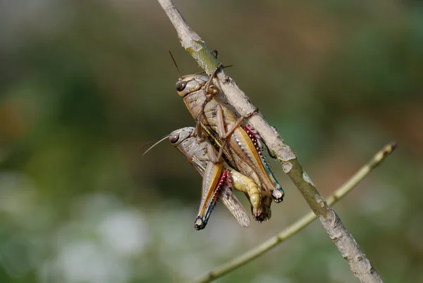 Heuschreckenpaar — Stockfoto