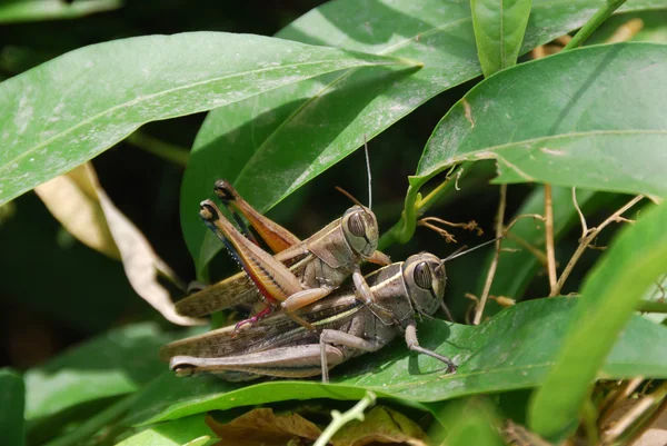 Grasshoppers คู่ — ภาพถ่ายสต็อก