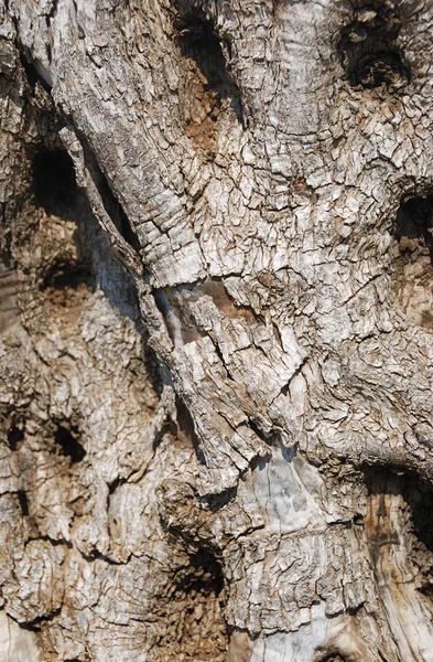 Corteza de árbol viejo — Foto de Stock