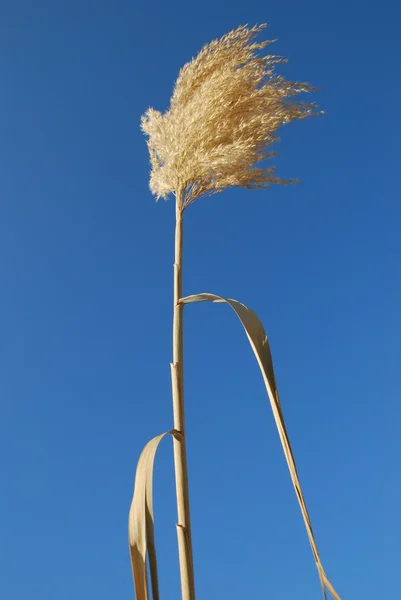 하늘 지팡이 — 스톡 사진