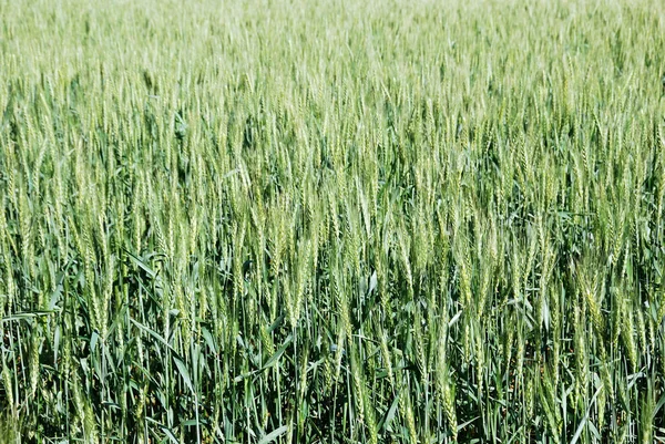 stock image Grain field