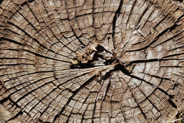 古いツリー セクション — ストック写真
