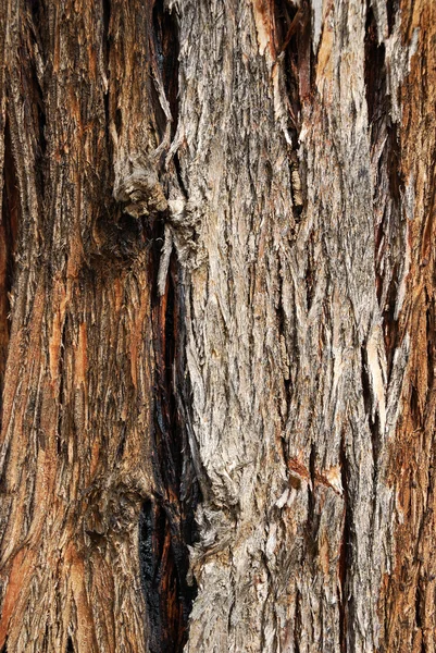 Écorce de vieil arbre — Photo