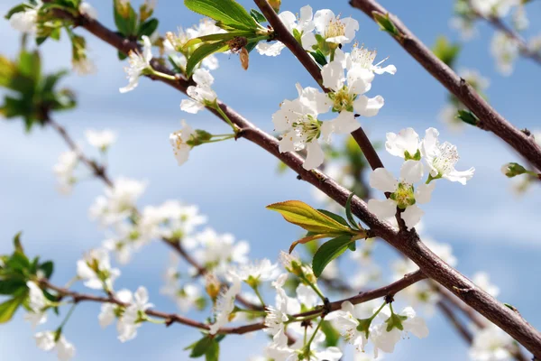 stock image Spring mood