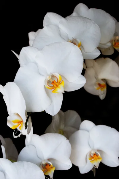 Orchidées blanches — Photo
