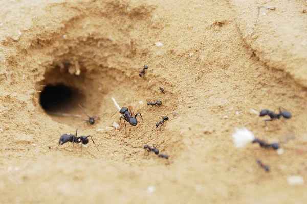 Karıncalar - Stok İmaj