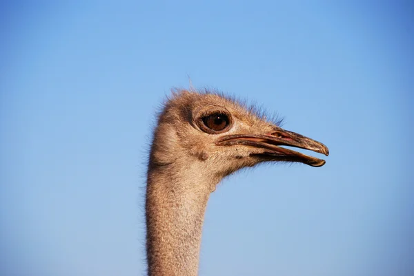 Fanny ostrich — Stock Photo, Image