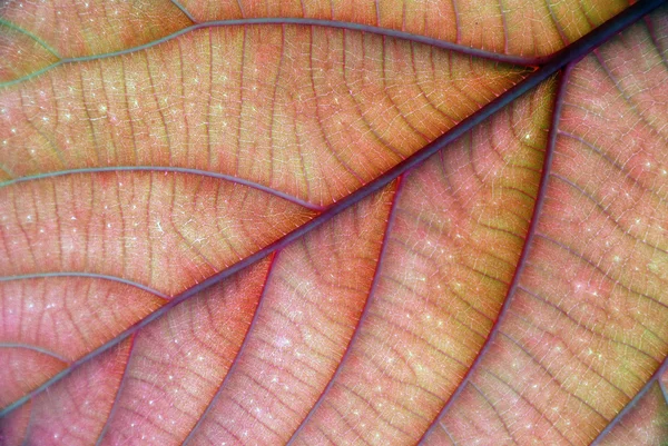 着色された葉 — ストック写真