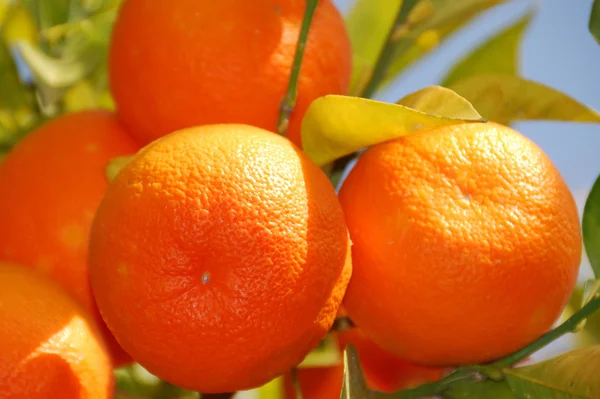 Mandarinas solares — Foto de Stock