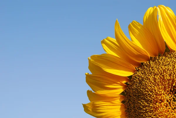 Sunflower close-up — Zdjęcie stockowe