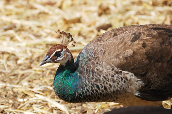 Female of peacock — Stock Photo, Image