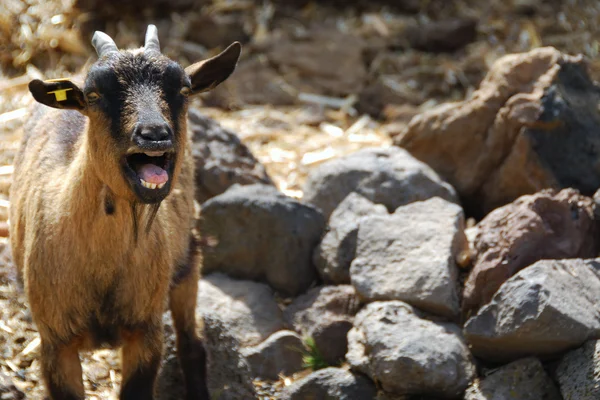 Llamar cabra — Foto de Stock