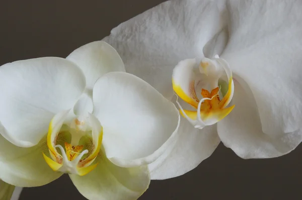 Orquídeas brancas — Fotografia de Stock
