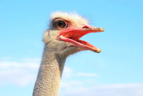 Ostrich emotions — Stock Photo, Image