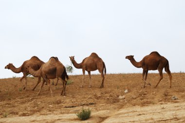 Camels in desert clipart