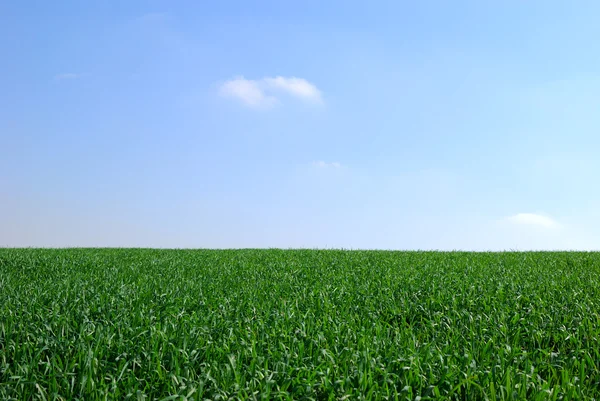 stock image Young cereal field