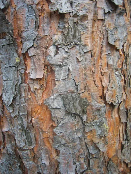 Kora z drzewa sosnowego — Zdjęcie stockowe