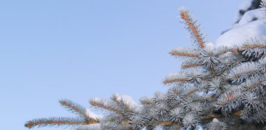 Fir branch under snow clipart