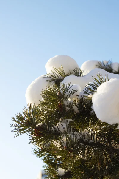Schnee auf dem Zweig der Kiefer — Stockfoto