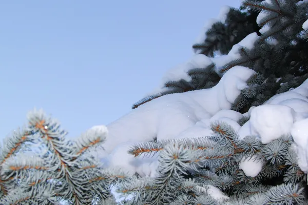 Снег на ветке елки — стоковое фото