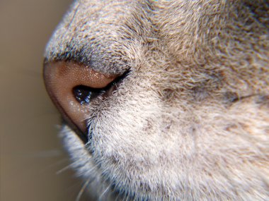 Cat nose clipart