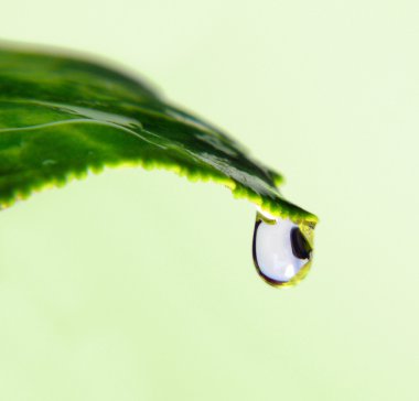 Water drop on a leaf clipart