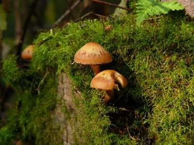 Mushrooms in forest clipart