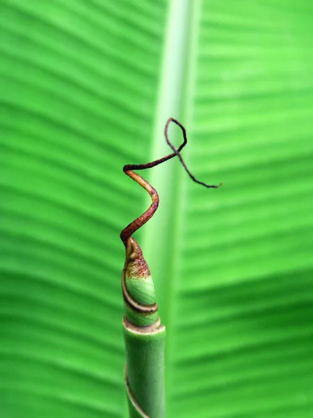 stock image Banana palm tree leaf