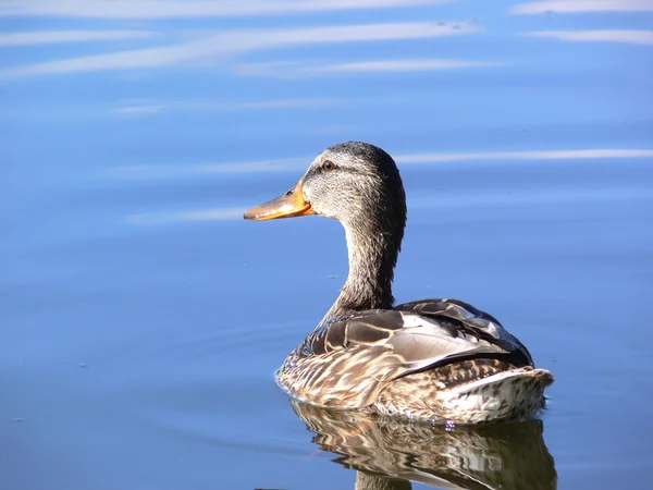 Ente auf dem Wasser — Stockfoto