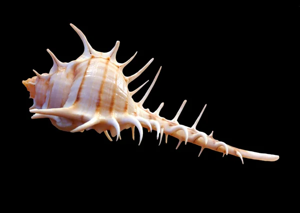 stock image Sea shell