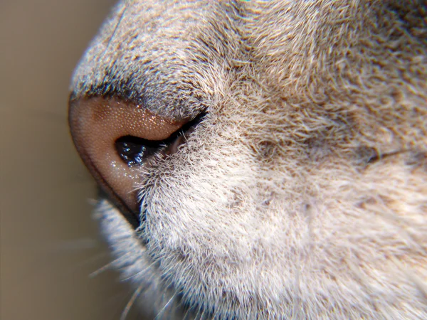 ネコの鼻 — ストック写真