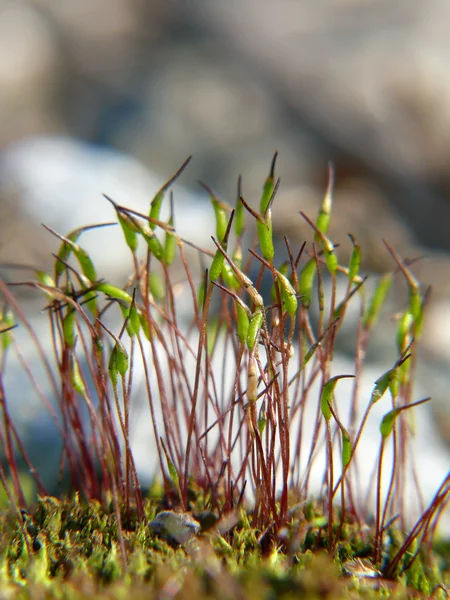 Stock image Moss macro