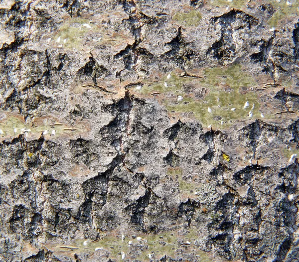 stock image Close-up of tree bark